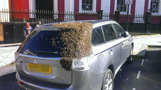 bees